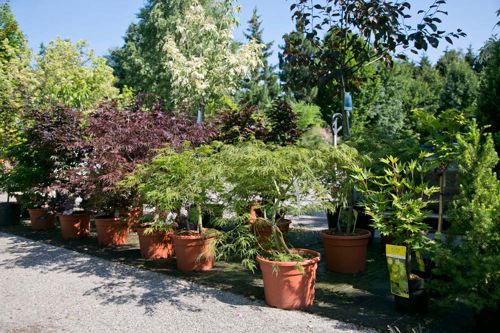 Bunte Mischung nach Sträuchern und Grünpflanzen