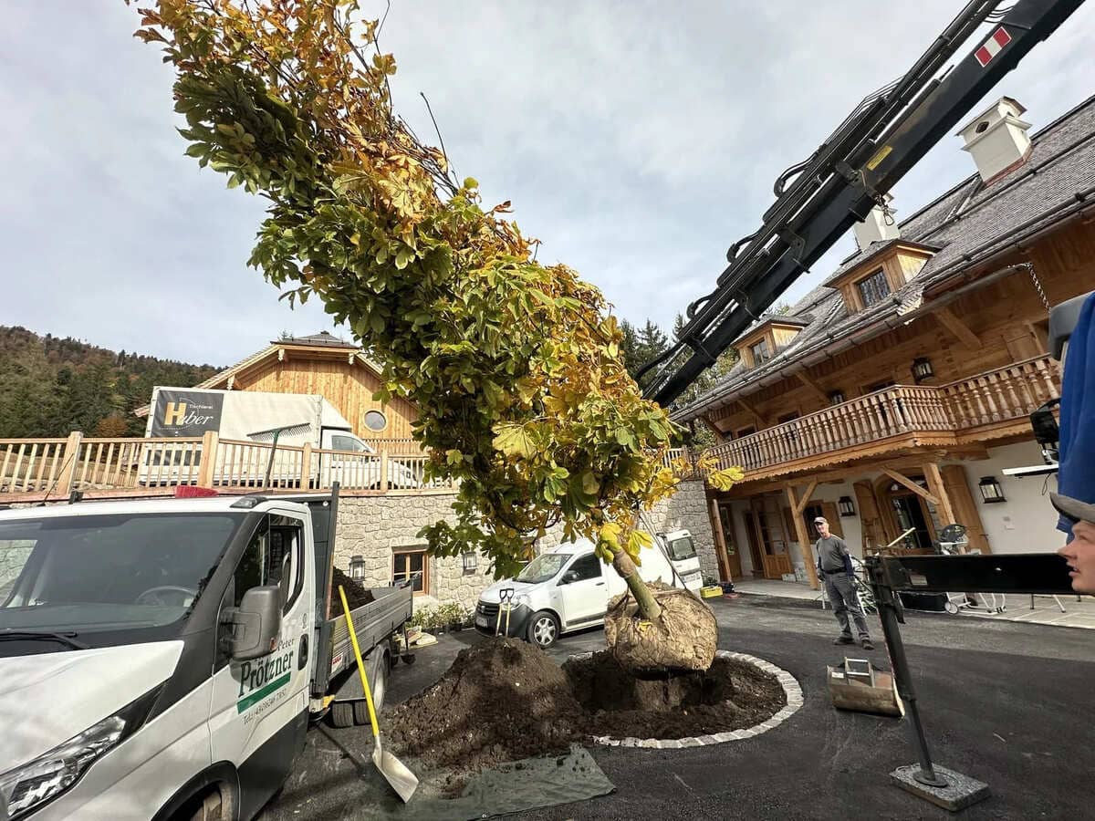 Verpflanzen eines neuen Baumes in einer Einfahrt.