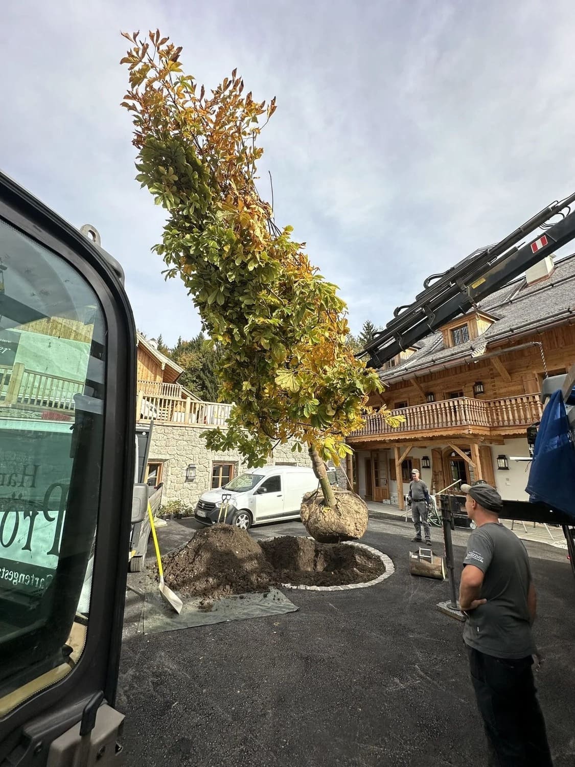 Verpflanzen eines neuen Baumes in einer Einfahrt.